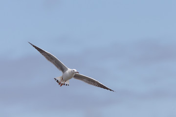 Slender-billed Gull (Larus genei) in flight, Merja Zerga, Morocco.
