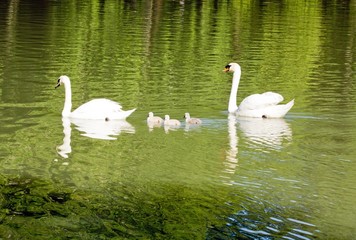 Famille cygne en promenade (France)