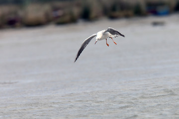 Slender-billed Gull (Larus genei) in flight, Merja Zerga, Morocco.