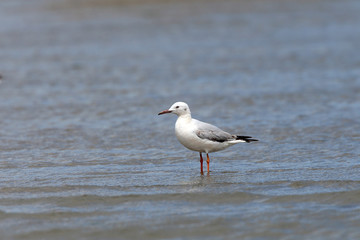 Slender-billed Gull (Larus genei), Merja Zerga, Morocco.