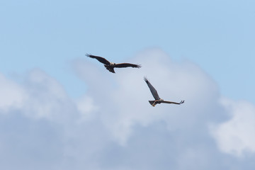 A pair of Marsh Harriers (Circus aeruginosus) in flight, Merja Zerga, Morocco.