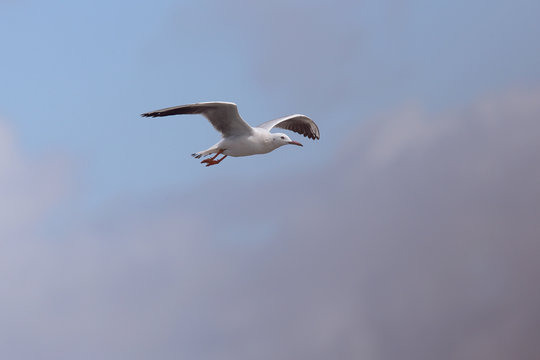 Slender-billed Gull (Larus genei) in flight, Merja Zerga, Morocco.