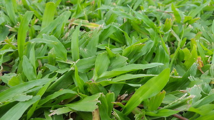 Fototapeta premium Abstract grass natural backgrounds