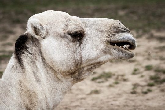 Camel Head Portrait