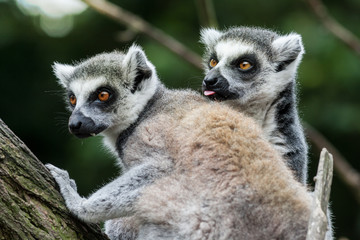 Lemur Catta Couple one with Lick Tongue on Branch