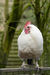  white hen sitting on fence