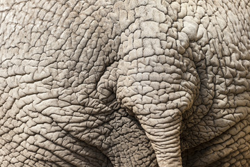 Elephant Skin Detail with Tail