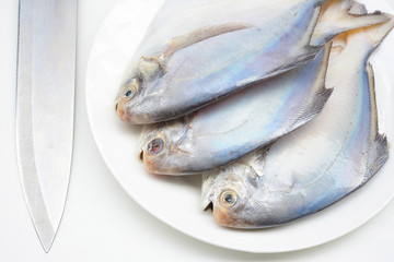 White Pomfret isolated on white backgrond
