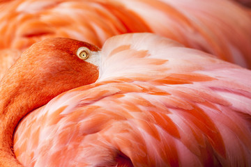 Flamingo Feathers - Fond d& 39 oiseau rose avec la tête cachée sur les plumes