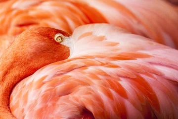 Photo sur Plexiglas Flamant Flamingo Feathers - Fond d& 39 oiseau rose avec la tête cachée sur les plumes