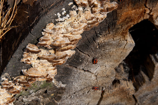 Black and red Firebug or Pyrrhocoris apterus, on a old tree trun