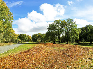 Park on autumn time