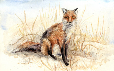 Watercolor fox in wildlife. Aquarelle animal illustration