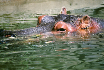 hippopotamus