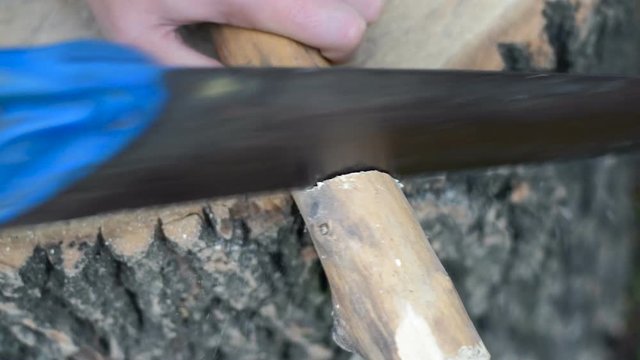 Man sawing a tree branch