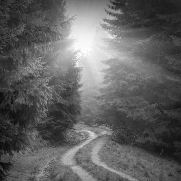 Fototapeta Forest misty road. Black and white
