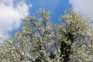 Spring flowering tree
