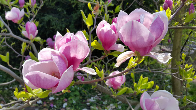 Fototapeta Beautiful flowers of magnolia