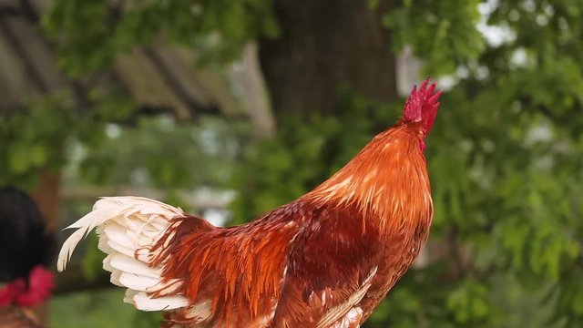 vociferous red cock crows