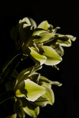 Obraz premium White Orchids