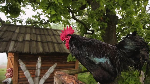 rooster crows on the fence