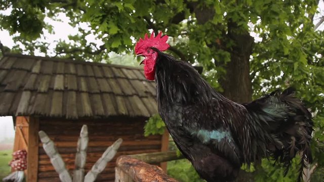 rooster sings early in the morning