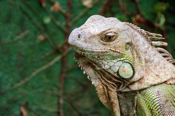 Iguana Reptile Portrait