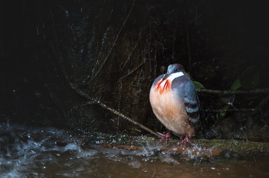 Luzon bleeding-heart in the rain. Gallicolumba luzonica. Lonelin