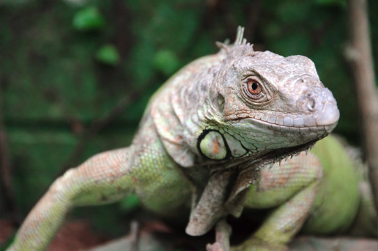 Iguana Reptile Portrait