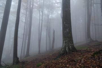 Fototapeta premium Fog in the autumn forest 