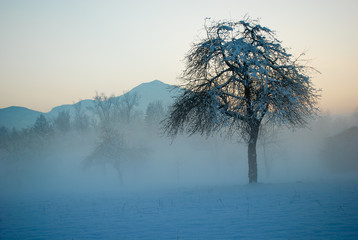 the fog is rising at sunset
