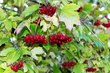 branch of red viburnum in the garden. Bright red viburnum bunches in the autumn garden. Collection of raspberry harvest.