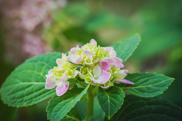 Beautiful pink hydrangea flower in the garden.