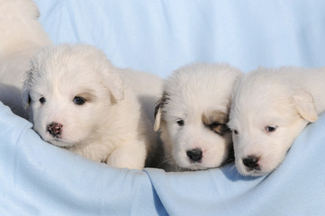 dog great pyrenees in the basket