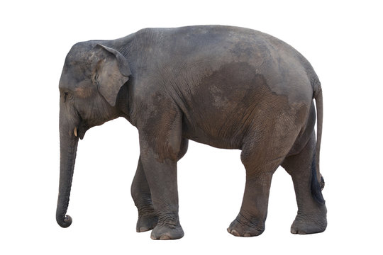 Image of an elephant on white background.