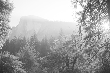 half-dome morning n trees