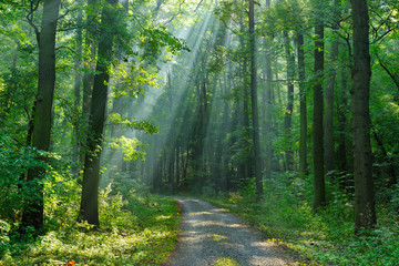 Fototapeta premium Dirt Road through Forest of Beech Trees illuminated by Sunbeams through Fog
