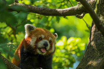 Cute Red Panda on a Tree Branch