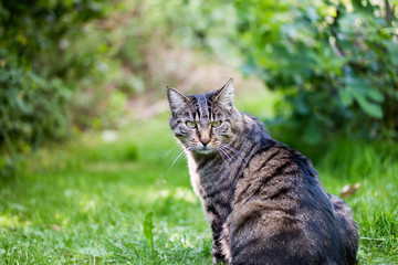 Naklejka na ściany i meble A tabby cat sitting in the gras looking towards the camera