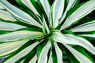 Closeup agave leaves plant