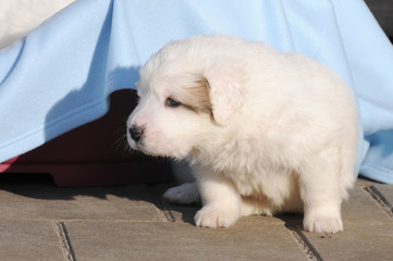 dog great pyrenees sitting in front of the basket