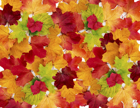 Maple leaves background.