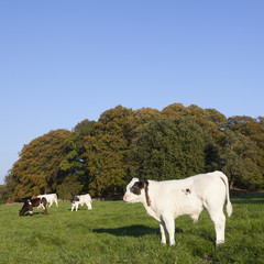 Fototapeta premium young bull calfs and cow in green meadow with cow in the backgro