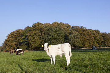 young bull calfs and cow in green meadow with cow in the backgro