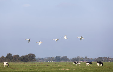 swans fly over green meadow with black and white cows in holland