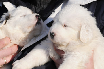 dog great pyrenees carry on arm
