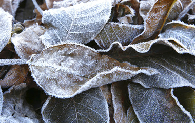  the beginning of frost in nature