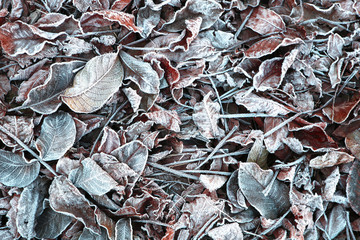  the beginning of frost in nature