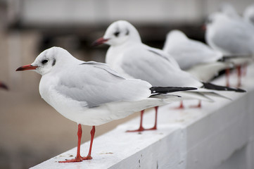 Seagull