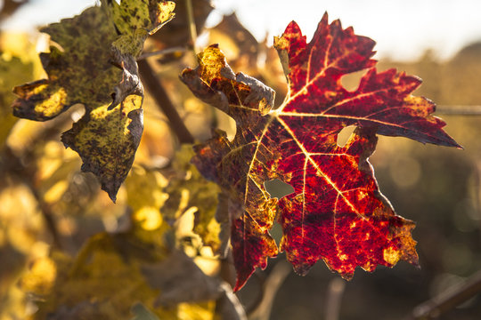 autunno vigna foglia rossa vite 